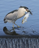 Black-crowned Night Heron catches a fish