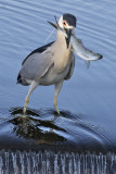 Black-crowned Night Heron with big fish