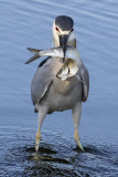 Black-crowned Night Heron faces forward with fish