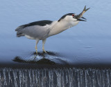 Black-crowned Night heron swallowing fish