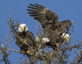Eagle lands in tree with mate