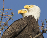 Eagle pair looking left together on tree (cropped close)