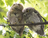 Screech Owlet siblings on branch