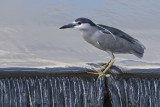 Black-crowned Night Heron slips at edge of dam