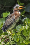 Green Heron fledgling on bush yells for mom