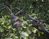 Green Heron fledglings try to chase after mom
