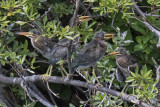 Green Heron foursome wait on branch for mom
