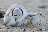 The Escape - baby runs out from under mom