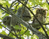 Screech Owlet pair and mom in tree