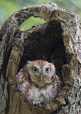 Screech Owl stares wide from hole