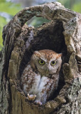 Screech Owl about to step out?
