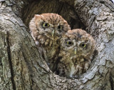 Screech Owl pair pose together iin hole