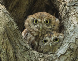 Screech pair one above the other