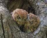 Screech pair preening and cudding
