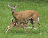 Fawn suckling doe