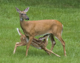 Fawn suckling doe
