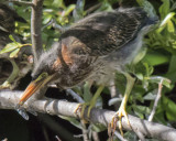 Green Heron fledgling catches a dragonfly