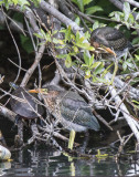 Green Heron fledgling pair with turtle
