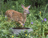 Fawn in the garden