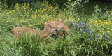 Fawn siblings together in the garden