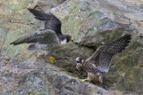 Peregrine mom flies to juvenile on ledge