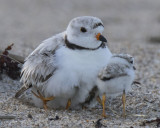 Piping Plover with 2 babies under her and 1 out