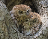Screech Owl preening mate