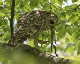 Barred Owl with chipmunk about to go to nesting hole