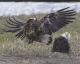Juvenile eagle excitedly lifts up next to adult