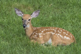 Fawn sitting and  chewing in the grass