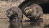 Beaver and juvenile grooming