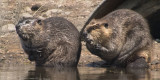 Porcupine with juvenile