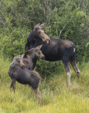 Moose with twin young in field look right