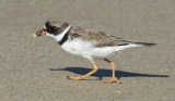 Semipalmated Plover with a snack