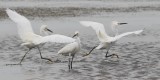 Snowy Egret chase