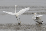 Snowy Egret Chase 2