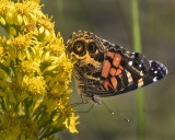 Painted lady on ragweed