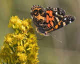 Painted lady on ragweed