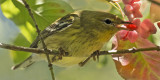 Blackpoll Warbler grabs berry