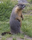 Marmot yawning.jpg