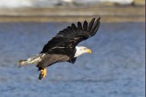 Adult eagle flying over water with catfish