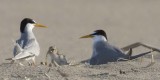 Least Tern baby has fish dad brought