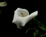 Calla Lily