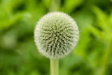 Allium