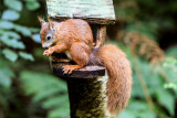 Red Squirrell