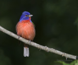 Painted Bunting