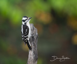 Downy Woodpecker