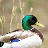 drake mallard 6.9.JPG