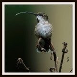 Young male Ruby-throated Hummingbird