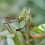 Fork Tailed Bush Katydid & a spider friend